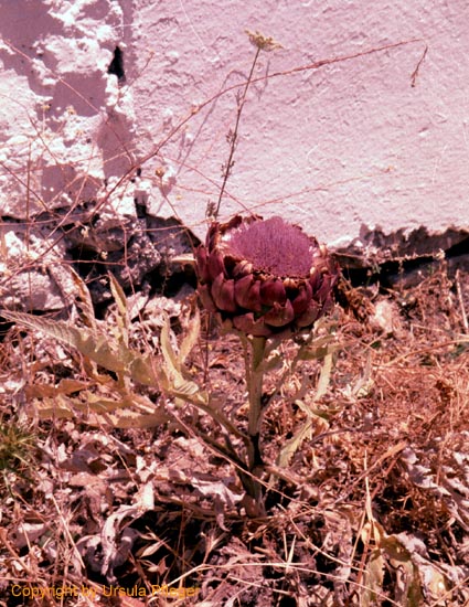 Motorradreisen GR Paros - Bild 56