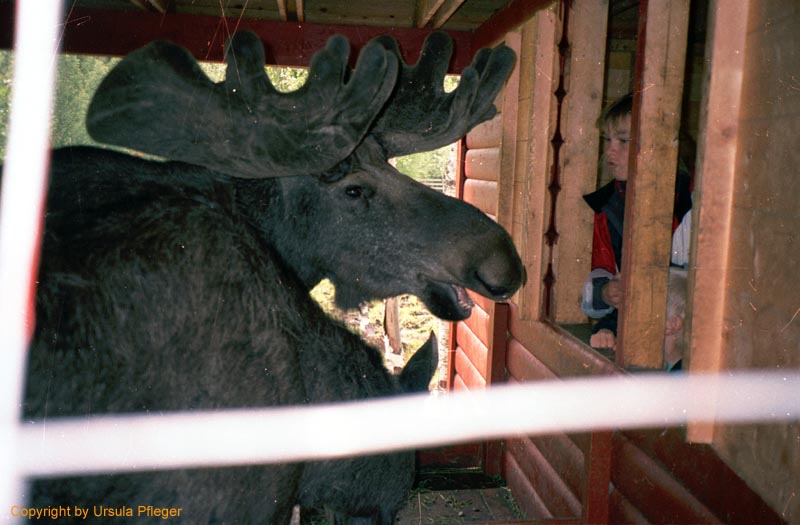 Motorradreisen Nordkap - Bild 22