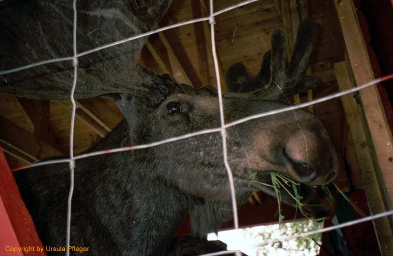 Motorradreisen Nordkap - Bild 23