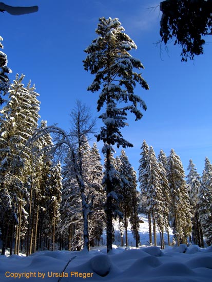 Rossstallhuette Skitour - Bild     007